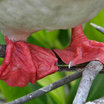 Red-footed Booby
